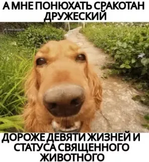Понюхать срако тан дружеский