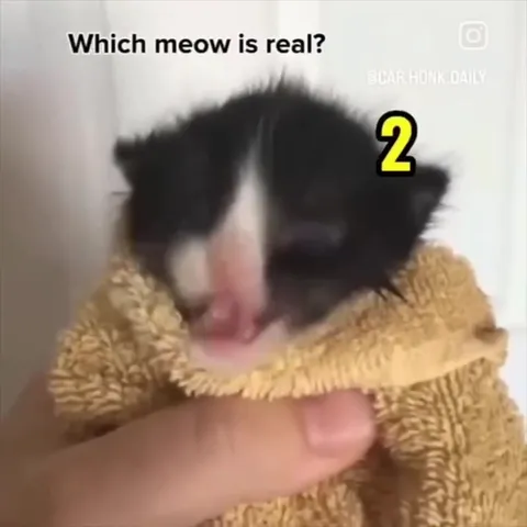 Which Meow Is Real?