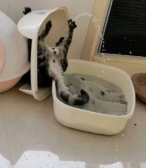 Кот застрял в лотке