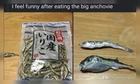 Big Anchovy Transformation