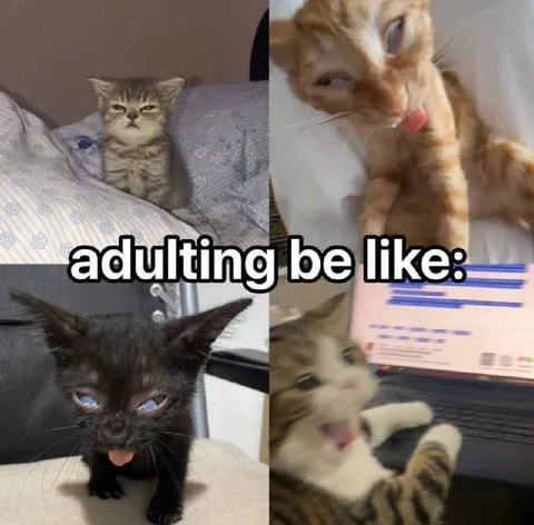 Adulting Be Like Cats