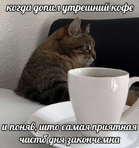 Кот понял, что день закончился