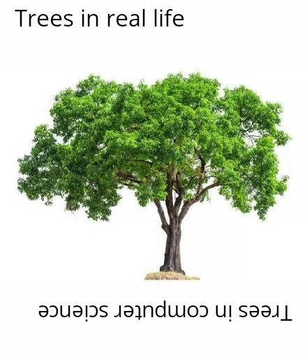 Trees in Real Life vs Computer Science