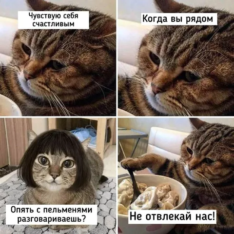 Кот не хочет отвлекаться от пельменей