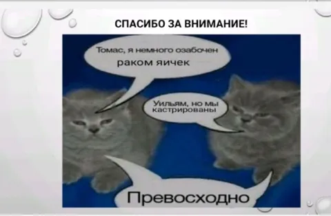 Коты и рак яичек