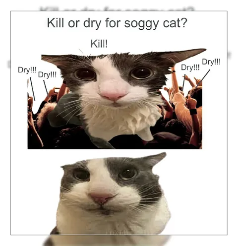 Kill or Dry for Soggy Cat