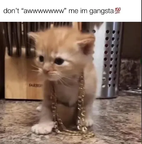 Don’t Awww Me, I’m Gangsta