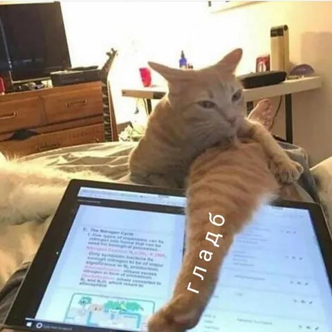 Кот требует внимания
