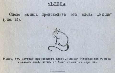 Мышца происходит от мыши