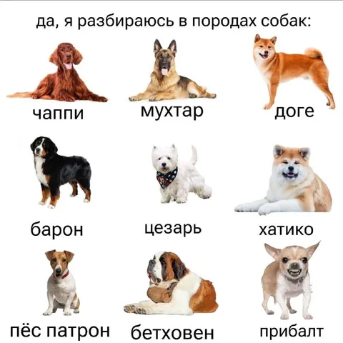 Разбираюсь в породах собак