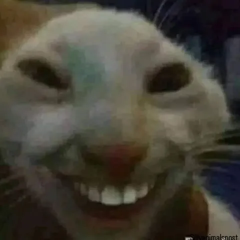 Смешной улыбающийся кот
