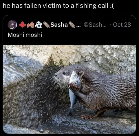 Otter Says Moshi Moshi