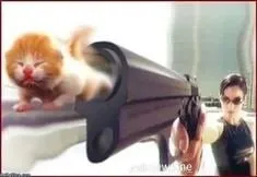 Кот вылетает из пушки