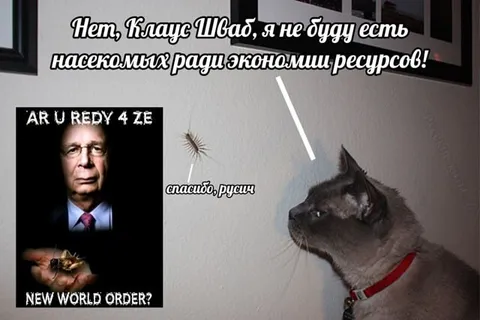 Кот отказывается есть насекомых