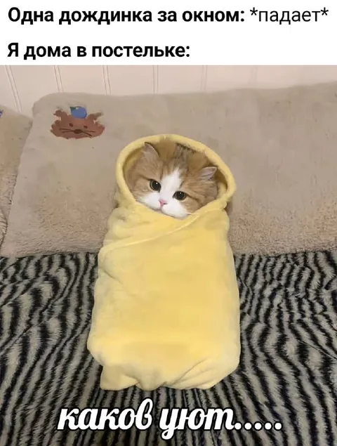Котик укутался от дождя
