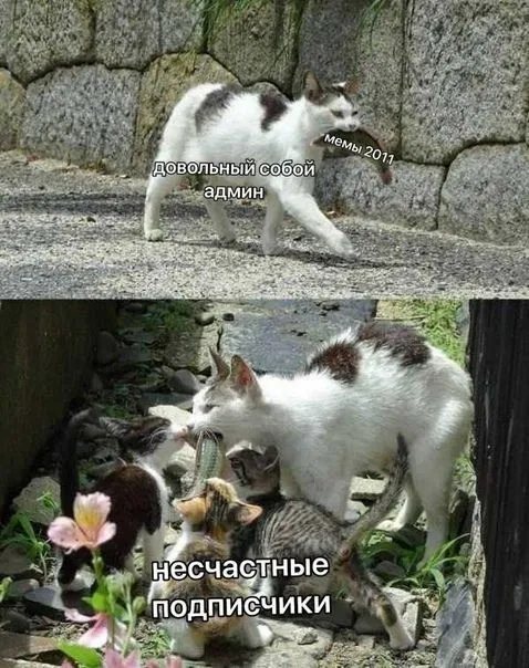 Довольный админ и несчастные подписчики