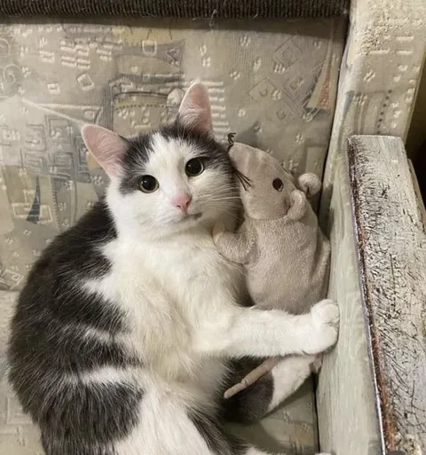 Кот в полном шоке