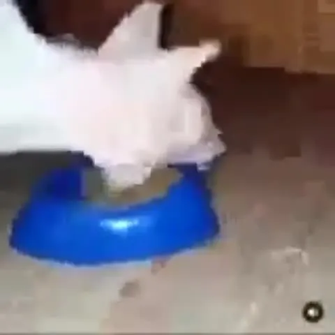 Кот жадно ест из миски