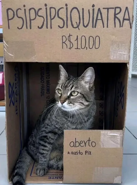 Gato psiquiatra por dez reais