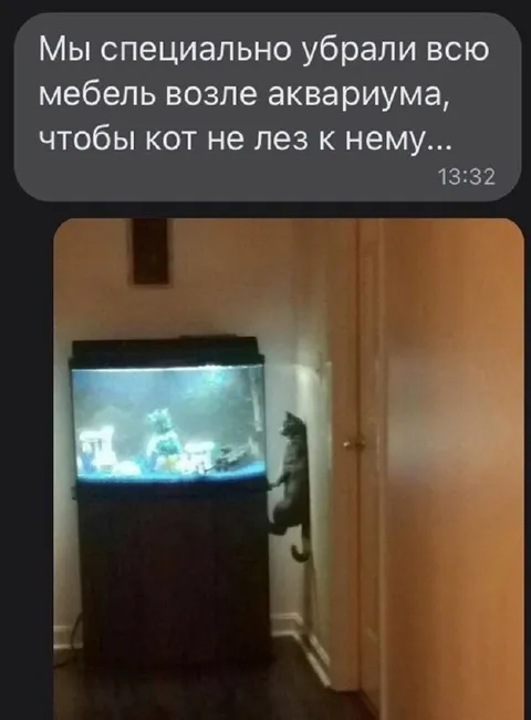 Кот лезет к аквариуму