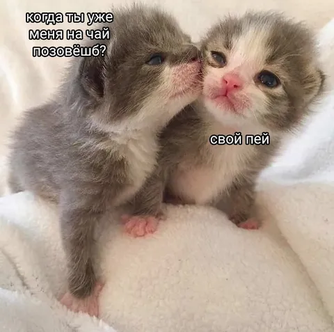 Когда позовёшь на чай