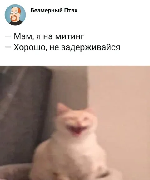 Кот на митинге