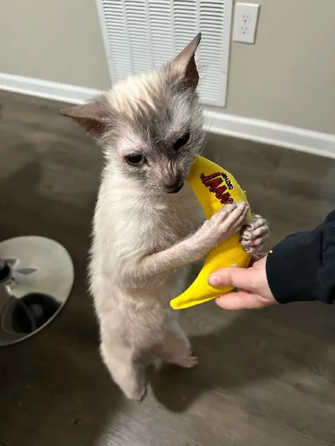 Cat Holding a Banana Candy