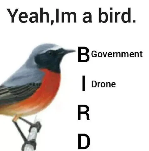 Government Drone Bird