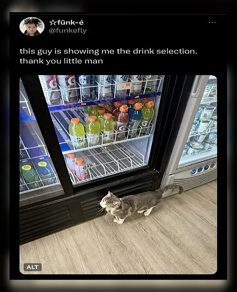 Cat Shows the Drink Selection