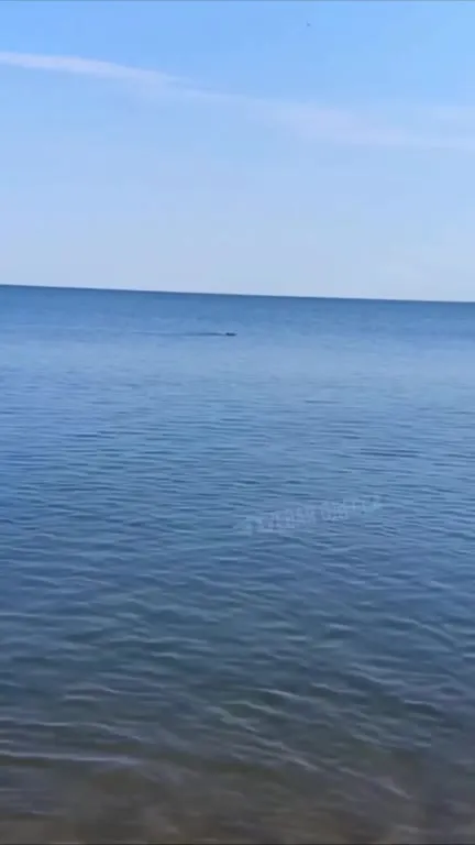 Кто-то плывёт в море