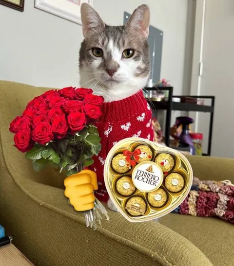 Кот с розами и конфетами