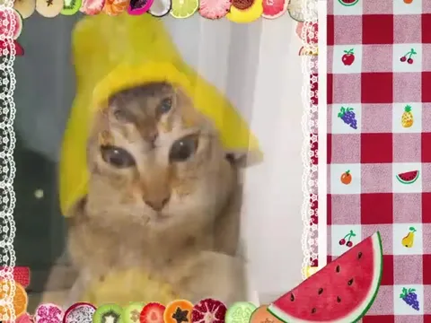 Кот в фруктовых шапочках