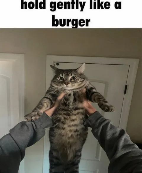 Hold Gently Like a Burger