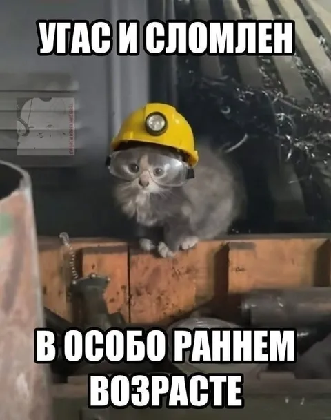 Усталый кот на работе