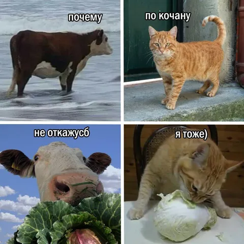 Кошка тоже не откажется от кочана