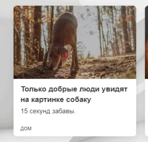 Только добрые увидят собаку