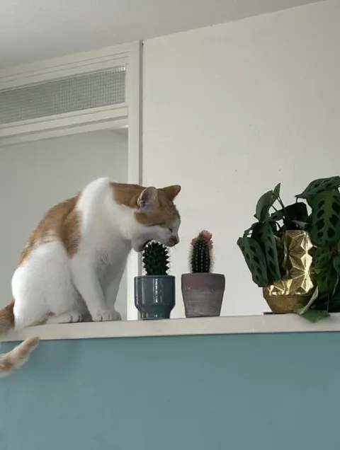 Кот нюхает кактус