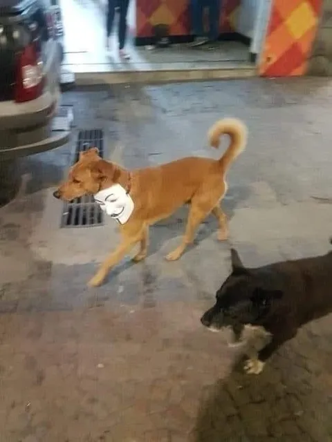 Собаки идут рядом