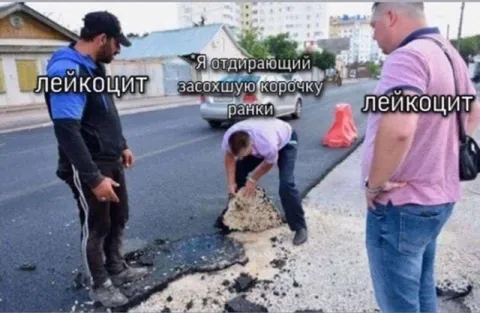 Лейкоциты отдирают корочку