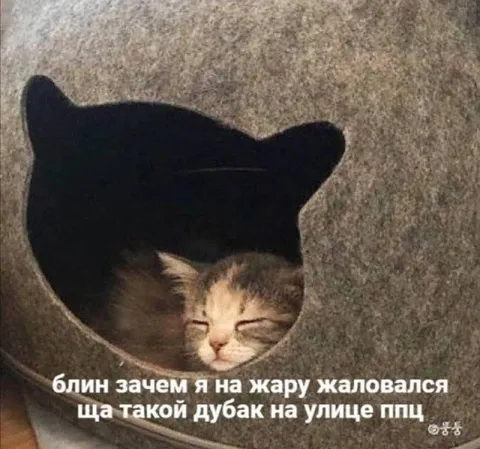 Кот пожалел о жалобах на жару