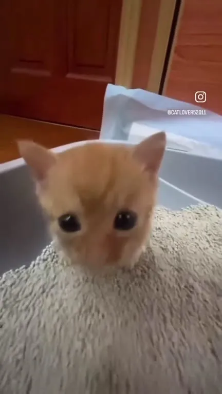 Котёнок с огромными глазами