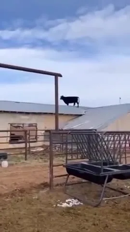 Cow Stuck on the Roof