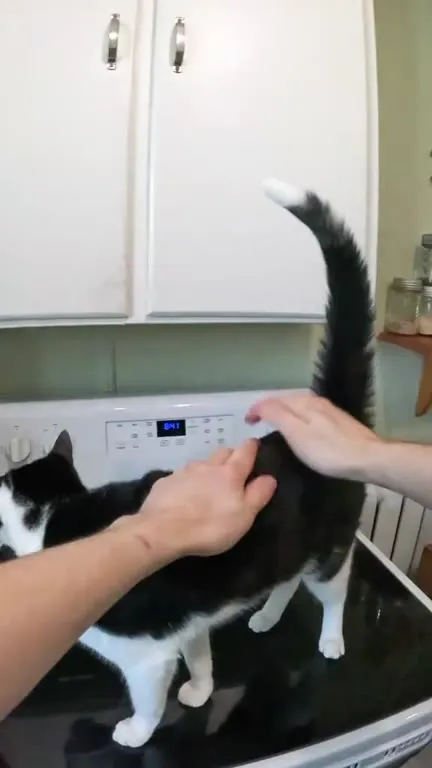 Кот на плите и перо