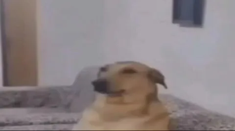 Собака задумалась