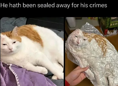 Cat Sealed Away for His Crimes