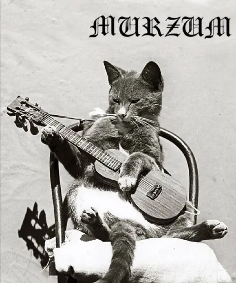 Кот играет на укулеле