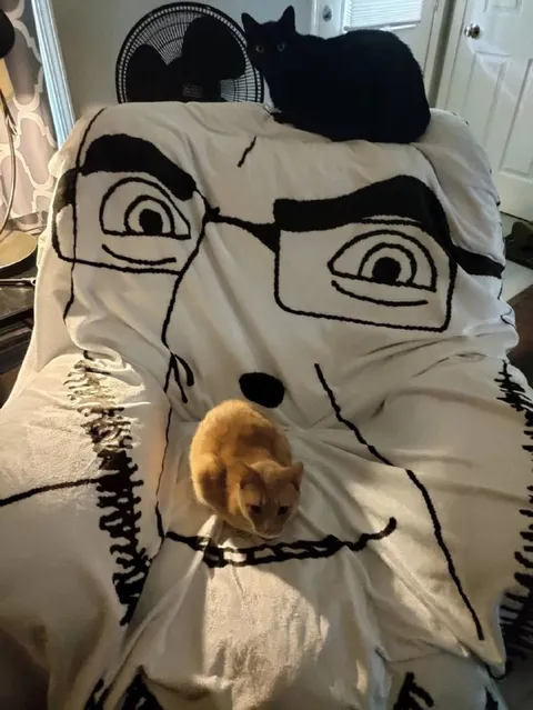 Коты на одеяле-лице