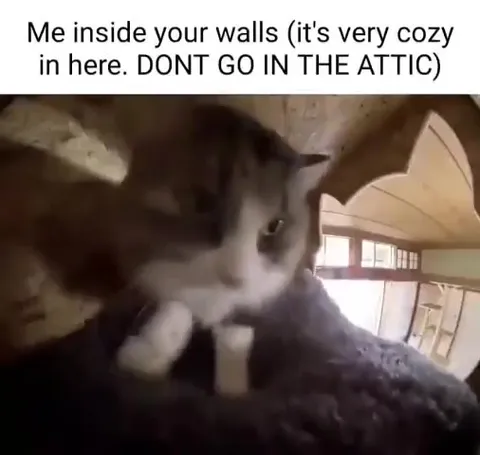 Cat Inside Your Walls