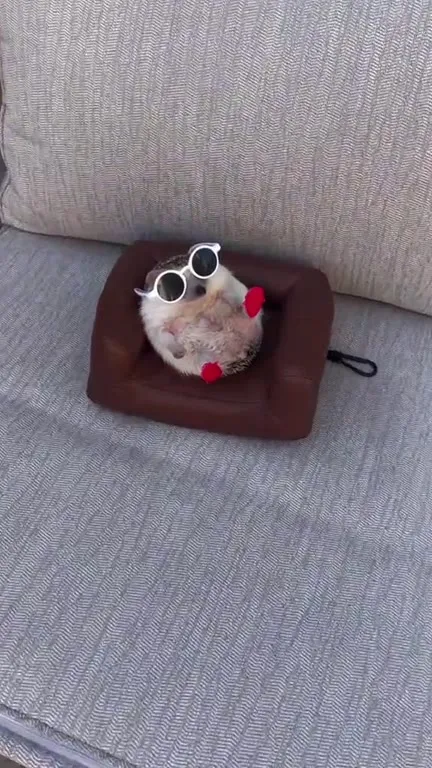 Хомяк богато отдыхает