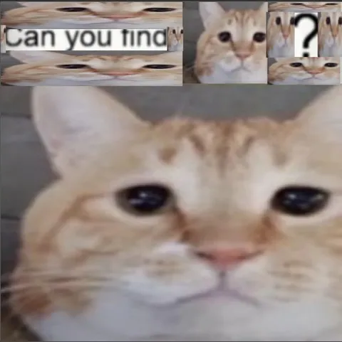 can you find the cat?